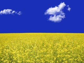 Обои небо, цветы, облака, поле, рапс, the sky, flowers, clouds, field, rape разрешение 6016x3543 Загрузить