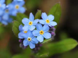 Обои цветы, лепестки, незабудки, голубые, flowers, petals, forget-me-nots, blue разрешение 3840x2560 Загрузить
