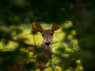 Обои природа, дерево, листья, олень, ветки, животное, косуля, nature, tree, leaves, deer, branches, animal, roe разрешение 3840x2560 Загрузить