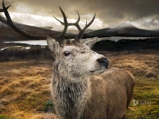 Обои озеро, горы, природа, олень, рога, шотландия, lake, mountains, nature, deer, horns, scotland разрешение 1920x1200 Загрузить