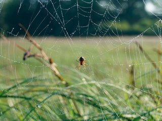 Обои трава, природа, фон, паук, паутина, grass, nature, background, spider, web разрешение 3840x2556 Загрузить