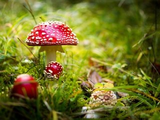 Обои трава, природа, фон, грибы, мухоморы, grass, nature, background, mushrooms, amanita разрешение 2048x1303 Загрузить