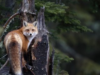Обои природа, фон, мордочка, взгляд, лиса, лисица, хвост, nature, background, muzzle, look, fox, tail разрешение 1920x1111 Загрузить