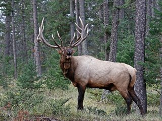 Обои деревья, природа, лес, олень, рога, trees, nature, forest, deer, horns разрешение 2048x1470 Загрузить