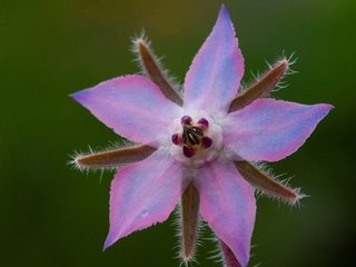 Обои природа, макро, лепестки, огуречник, огуречная трава, nature, macro, petals, borage разрешение 2880x1828 Загрузить