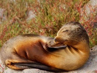 Обои природа, тюлень, морской лев, галапагосские острова, эквадор, nature, seal, sea lion, the galapagos islands, ecuador разрешение 1920x1080 Загрузить