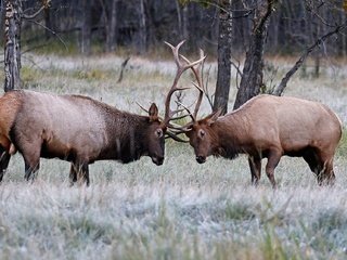 Обои природа, олень, рога, олени, турнир, nature, deer, horns, tournament разрешение 2048x1282 Загрузить