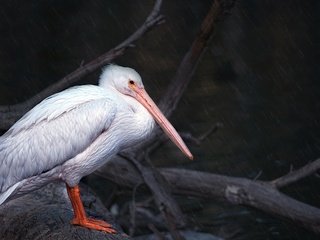 Обои природа, птица, клюв, перья, пеликан, nature, bird, beak, feathers, pelican разрешение 2048x1188 Загрузить