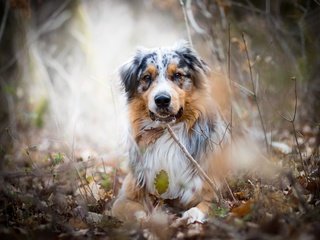 Обои природа, взгляд, собака, австралийская овчарка, аусси, nature, look, dog, australian shepherd, aussie разрешение 2560x1707 Загрузить