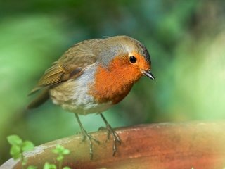 Обои птица, клюв, перья, зарянка, малиновка, bird, beak, feathers, robin разрешение 2048x1353 Загрузить