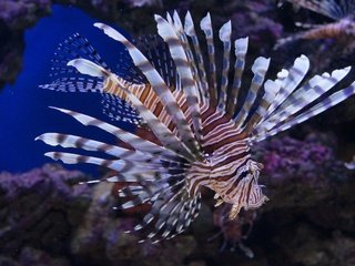 Обои рыба, полосатая, подводный мир, крылатка, рыба лев, крылатка-зебра, fish, striped, underwater world, lionfish, fish lion, lionfish-zebra разрешение 5456x3064 Загрузить