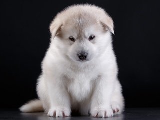 Обои глаза, мордочка, взгляд, собака, щенок, порода, акита, eyes, muzzle, look, dog, puppy, breed, akita разрешение 3000x2072 Загрузить