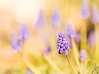 Обои свет, цветы, природа, мускари, light, flowers, nature, muscari разрешение 3911x2607 Загрузить