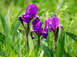 Обои цветы, трава, фиолетовый, весна, ирисы, ирис, flowers, grass, purple, spring, irises, iris разрешение 1920x1278 Загрузить