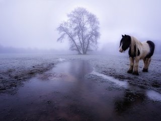 Обои лошадь, туман, поле, конь, horse, fog, field разрешение 2048x1152 Загрузить