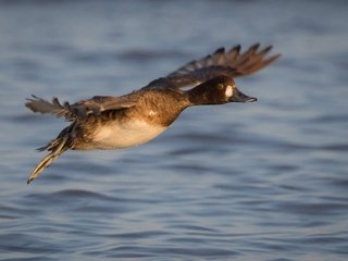 Обои вода, полет, крылья, птица, клюв, перья, утка, water, flight, wings, bird, beak, feathers, duck разрешение 2000x1333 Загрузить