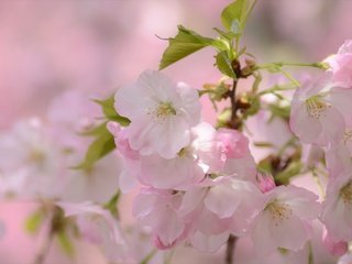 Обои ветка, цветение, макро, весна, вишня, сакура, цветки, branch, flowering, macro, spring, cherry, sakura, flowers разрешение 2048x1356 Загрузить