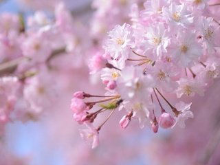 Обои ветка, цветение, весна, розовый, сакура, branch, flowering, spring, pink, sakura разрешение 2048x1356 Загрузить