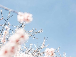 Обои небо, цветение, весна, вишня, the sky, flowering, spring, cherry разрешение 3840x2560 Загрузить
