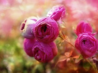 Обои цветы, бутоны, макро, розы, розовые, flowers, buds, macro, roses, pink разрешение 1920x1276 Загрузить