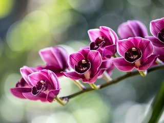 Обои цветы, бутоны, лепестки, блики, веточка, орхидея, flowers, buds, petals, glare, sprig, orchid разрешение 2048x1366 Загрузить