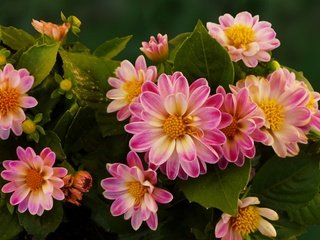 Обои цветы, лепестки, яркие, георгины, flowers, petals, bright, dahlias разрешение 1920x1200 Загрузить