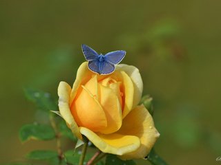 Обои цветы, природа, насекомое, фон, роза, бабочка, flowers, nature, insect, background, rose, butterfly разрешение 2048x1365 Загрузить