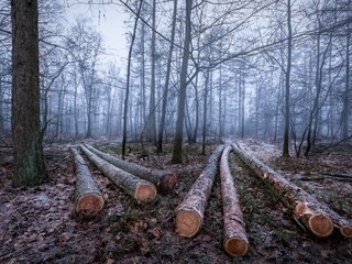 Обои деревья, лес, зима, иней, бревна, trees, forest, winter, frost, logs разрешение 2048x1365 Загрузить