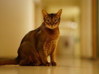 Обои фон, кошка, взгляд, животное, абиссинская, background, cat, look, animal, abyssinian разрешение 2555x1600 Загрузить