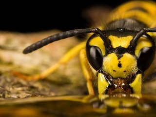 Обои глаза, макро, насекомое, усики, пчела, оса, крупным планом, eyes, macro, insect, antennae, bee, osa, closeup разрешение 1920x1080 Загрузить