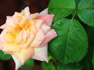 Обои цветы, капли, капля, роза, бутон, куст, flowers, drops, drop, rose, bud, bush разрешение 1920x1200 Загрузить