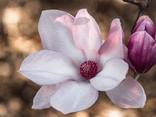 Обои цветение, макро, цветок, лепестки, весна, розовый, магнолия, flowering, macro, flower, petals, spring, pink, magnolia разрешение 2048x1327 Загрузить