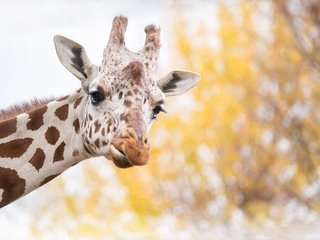 Обои морда, фон, пятна, уши, жираф, рожки, face, background, spot, ears, giraffe, horns разрешение 2555x1600 Загрузить