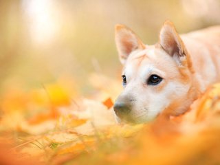 Обои морда, природа, листья, осень, собака, пес, face, nature, leaves, autumn, dog разрешение 2048x1368 Загрузить