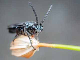 Обои насекомое, цветок, усы, крупный план, лапки, муха, insect, flower, mustache, close-up, legs, fly разрешение 2560x1600 Загрузить