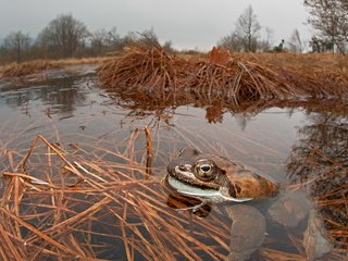 Обои глаза, природа, лапы, взгляд, лягушка, пруд, жаба, eyes, nature, paws, look, frog, pond, toad разрешение 1920x1132 Загрузить