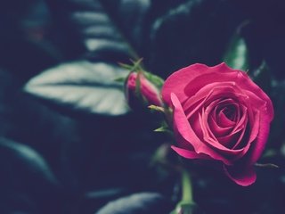 Обои цветок, роза, бутон, розовый, flower, rose, bud, pink разрешение 2048x1365 Загрузить