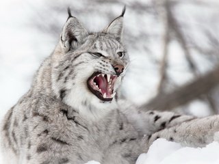 Обои снег, зима, рысь, зубы, уши, пасть, дикая кошка, snow, winter, lynx, teeth, ears, mouth, wild cat разрешение 1920x1200 Загрузить