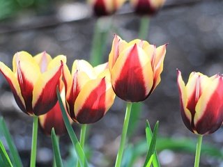 Обои цветы, весна, тюльпаны, flowers, spring, tulips разрешение 3840x2160 Загрузить