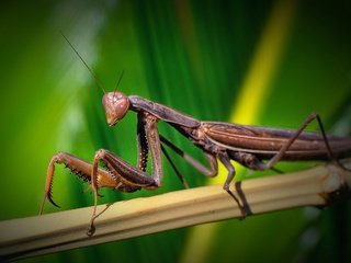 Обои зелень, макро, насекомое, бамбук, богомол, greens, macro, insect, bamboo, mantis разрешение 2560x1600 Загрузить