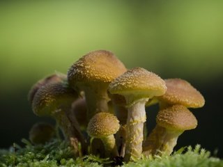 Обои природа, макро, фон, грибы, гриб, мох, опята, nature, macro, background, mushrooms, mushroom, moss разрешение 2560x1600 Загрузить
