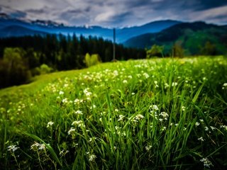 Обои небо, цветы, трава, облака, деревья, горы, cornelia pavlyshyn, the sky, flowers, grass, clouds, trees, mountains разрешение 2560x1709 Загрузить