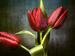 Обои цветы, бутоны, капли, красные, тюльпаны, трио, flowers, buds, drops, red, tulips, trio разрешение 2557x1600 Загрузить