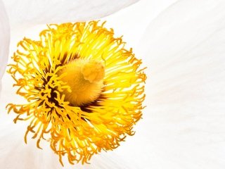 Обои цветок, белый, тычинки, мак, flower, white, stamens, mac разрешение 2560x1595 Загрузить
