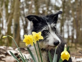 Обои цветы, фон, собака, весна, нарциссы, бордер-колли, pogmomadra, flowers, background, dog, spring, daffodils, the border collie разрешение 2048x1379 Загрузить