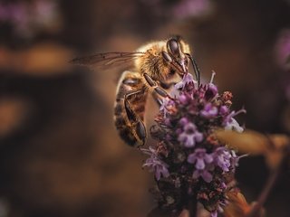 Обои цветы, макро, насекомое, фон, лаванда, пчела, flowers, macro, insect, background, lavender, bee разрешение 2048x1365 Загрузить