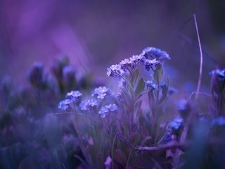 Обои цветы, природа, фон, незабудки, matthias stiefel, flowers, nature, background, forget-me-nots разрешение 2560x1606 Загрузить