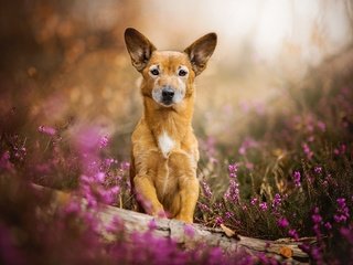 Обои цветы, собака, рыжая, dackelpuppy, toby, flowers, dog, red разрешение 2048x1325 Загрузить