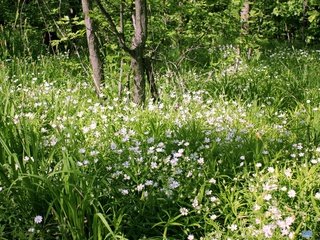 Обои цветы, трава, деревья, зелень, лес, ромашки, flowers, grass, trees, greens, forest, chamomile разрешение 3000x2000 Загрузить