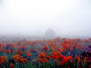 Обои цветы, природа, фон, туман, поле, дом, flowers, nature, background, fog, field, house разрешение 2560x1707 Загрузить